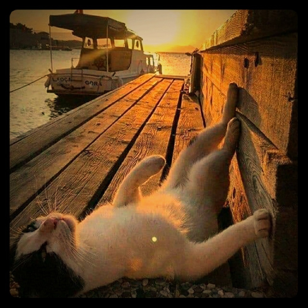 Meet your Posher, Abigail